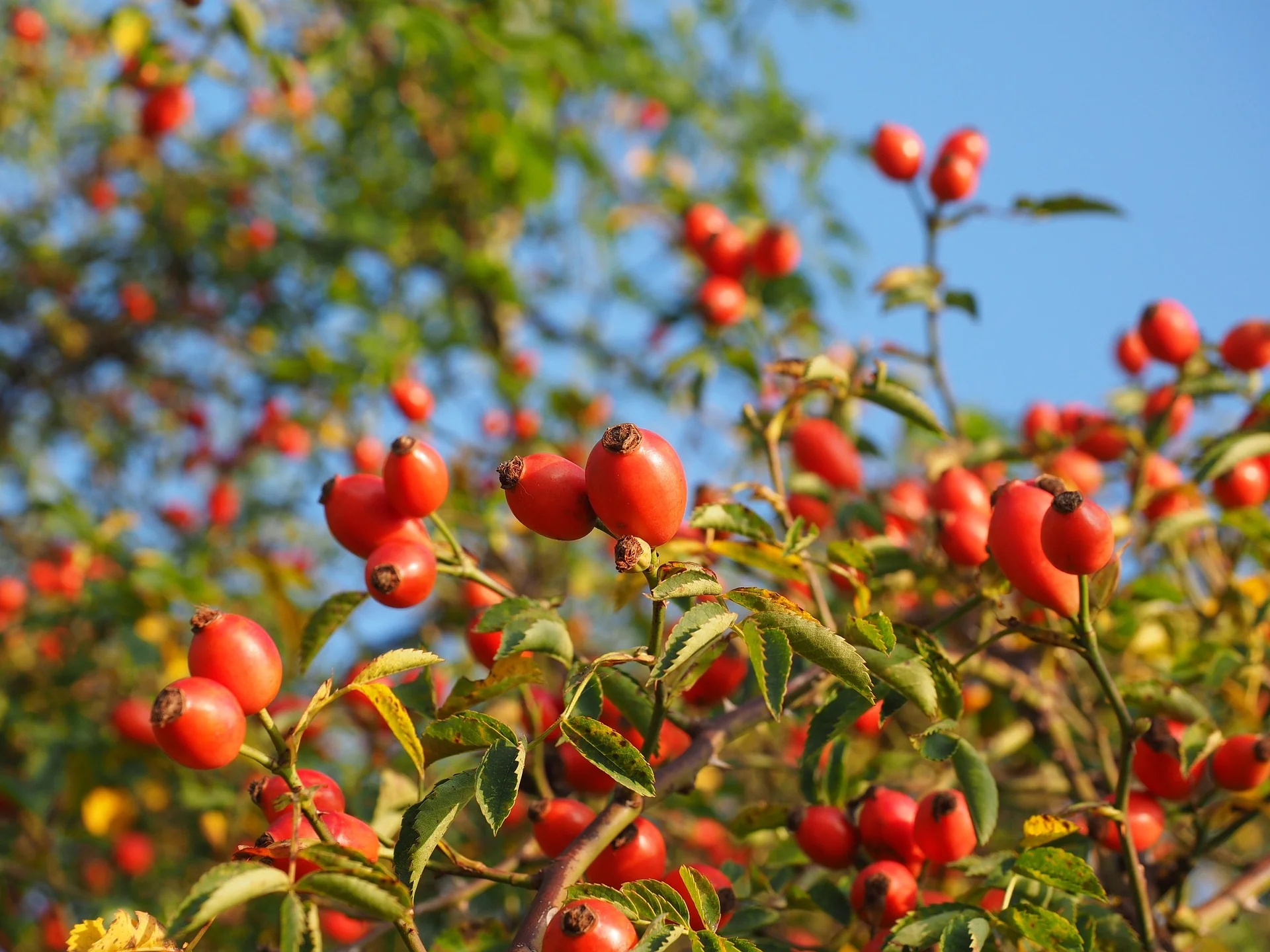 Rose Hips - Explaining The Benefits And Risks