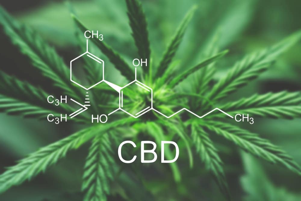 How Long Does CBD Stay In Your System? Answered With Scientific Basis